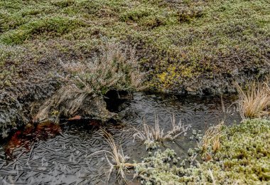 Ormanın ortasındaki bir bataklıkta soğuk bir Kasım günü.