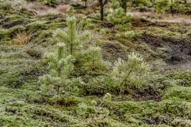 Ormanın ortasındaki bir bataklıkta soğuk bir Kasım günü.