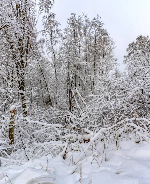 Paisagem Inverno Campo Com Árvores Casas Após Forte Nevasca — Fotografia de Stock