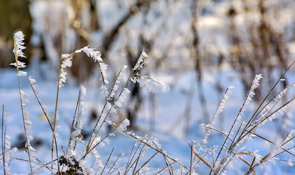 Frusen Vinterdag Och Frost Gräset — Stockfoto