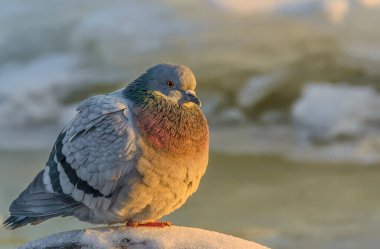 St. Petersburg 'da Neva Nehri' nin kıyısında bir taşın üzerinde duran bir güvercin.. 