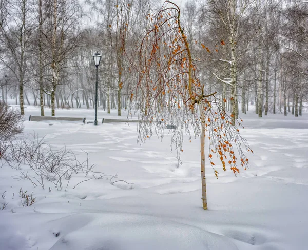 Snöstorm Parken Kurakina Dacha Sankt Petersburg — Stockfoto