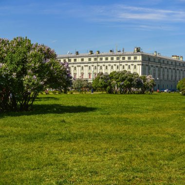 Mayıs ayında St. Petersburg 'daki Champ de Mars' ta çiçek açan leylaklar..