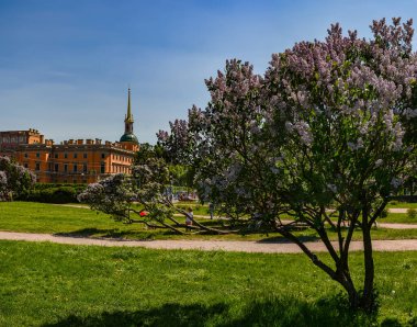 Mayıs ayında St. Petersburg 'daki Champ de Mars' ta çiçek açan leylaklar..