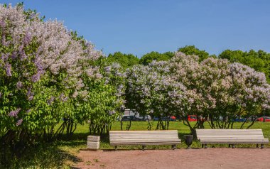 Mayıs ayında St. Petersburg 'daki Champ de Mars' ta çiçek açan leylaklar..