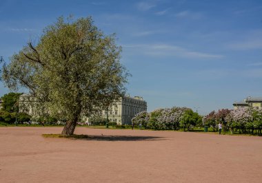 Mayıs ayında St. Petersburg 'daki Champ de Mars' ta çiçek açan leylaklar..