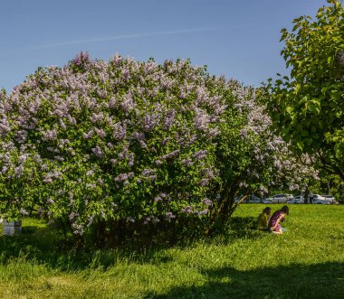 Mayıs ayında St. Petersburg 'daki Champ de Mars' ta çiçek açan leylaklar..