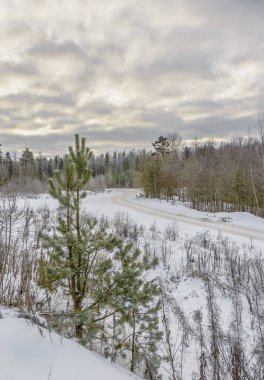 Soğuk havada kış ormanlarında yürü..