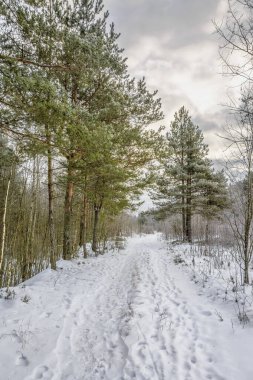 Soğuk havada kış ormanlarında yürü..