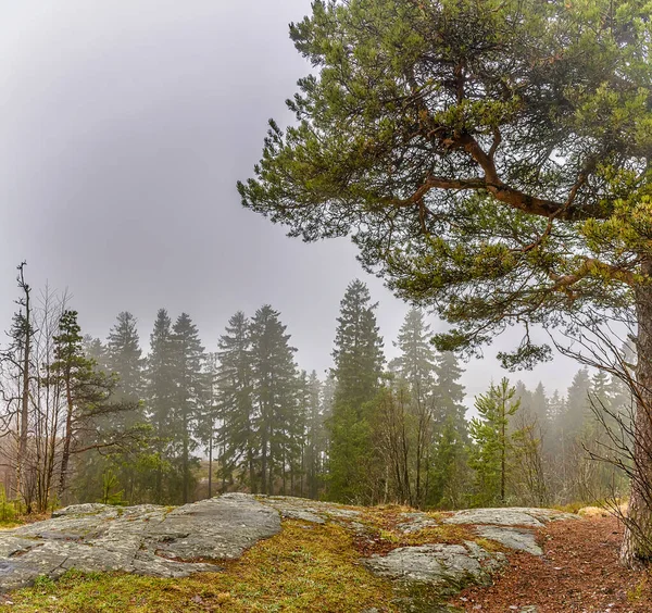 Belas Vistas Naturais Montanha Kuhavuori Parque Foi Estabelecido 1874 Por — Fotografia de Stock