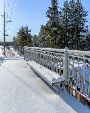 Leningrad bölgesinin çam ormanlarında güneşli bir Mart günü. 