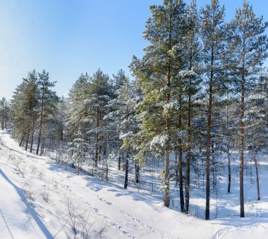 Leningrad bölgesinin çam ormanlarında güneşli bir Mart günü. 