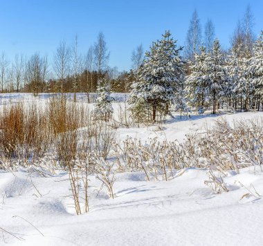 Leningrad bölgesinin çam ormanlarında güneşli bir Mart günü. 