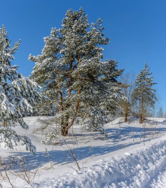 Leningrad bölgesinin çam ormanlarında güneşli bir Mart günü. 