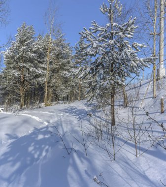 Leningrad bölgesinin çam ormanlarında güneşli bir Mart günü. 