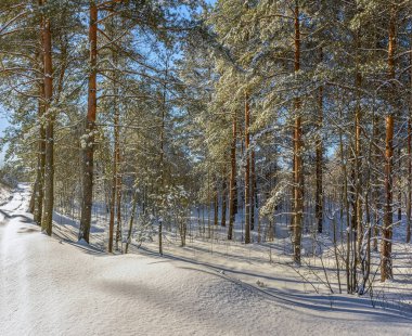 Leningrad bölgesinin çam ormanlarında güneşli bir Mart günü. 