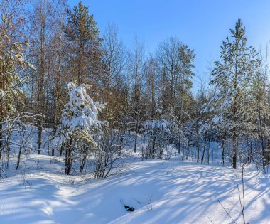 Leningrad bölgesinin çam ormanlarında güneşli bir Mart günü. 