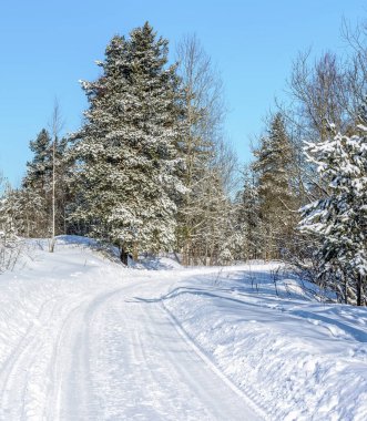 Ormanda kış güneşli bir gün. Yerde ve ağaçlarda çok kar var.. 