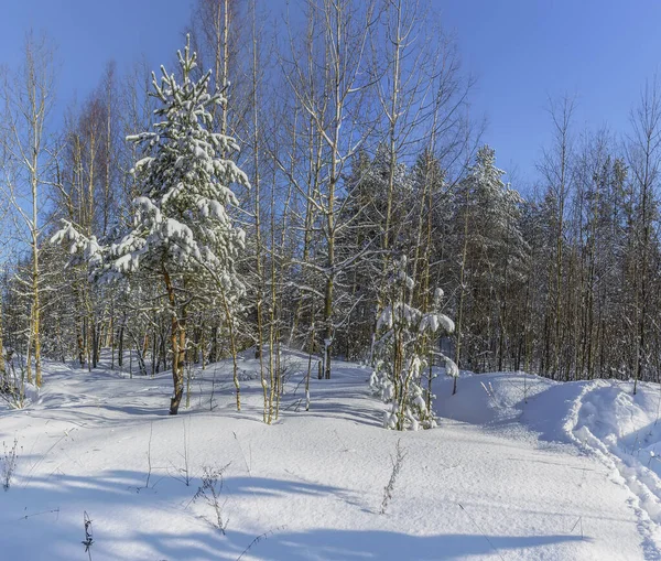 Dia Março Ensolarado Floresta Pinheiros Região Leningrado — Fotografia de Stock