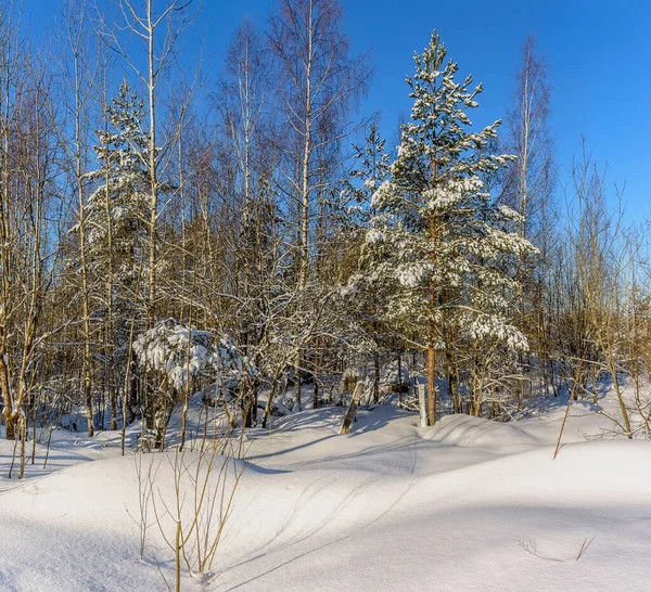 Dia Março Ensolarado Floresta Pinheiros Região Leningrado — Fotografia de Stock