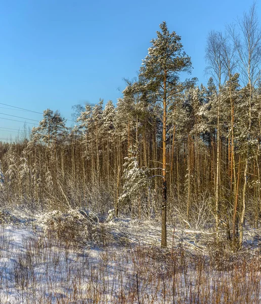 Zimowy Słoneczny Dzień Lesie Dużo Śniegu Ziemi Drzew — Zdjęcie stockowe