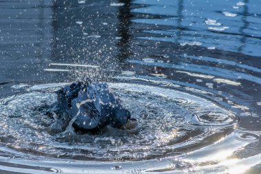 Su birikintisinde yüzen bir güvercin. 