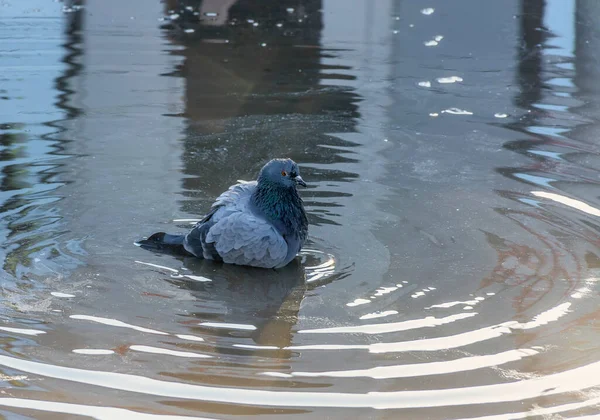 Dove Swimming Spring Puddle — Stock Photo, Image