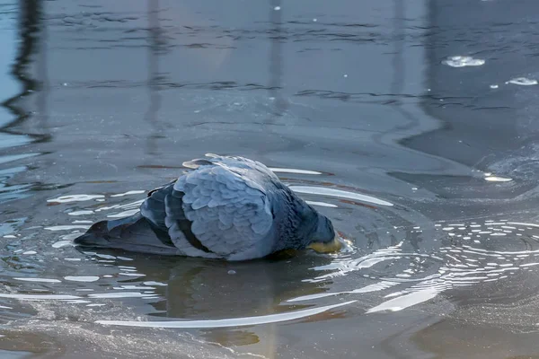 春の水たまりの中を泳ぐ鳩 — ストック写真