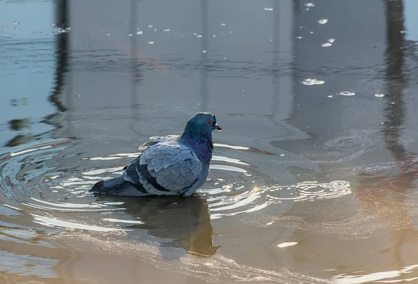 春の水たまりの中を泳ぐ鳩 — ストック写真