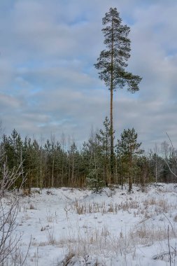 Soğuk havada kış ormanlarında yürü..