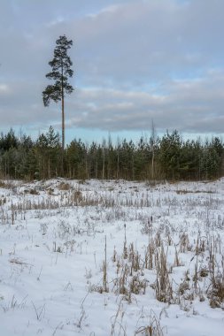Soğuk havada kış ormanlarında yürü..