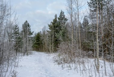 Soğuk havada kış ormanlarında yürü..