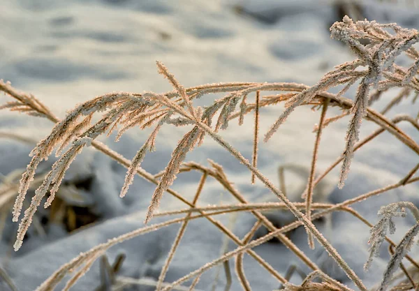 冬に霜で覆われた草の乾燥したブレードの背景 — ストック写真