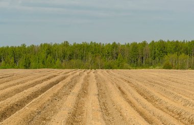 Baharda tarlada tarım işi. Patates, pancar ve diğer ürünleri ekiyorum..