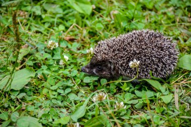 Küçük, neredeyse evcil bir kirpi.. 
