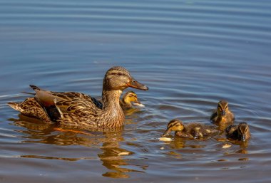 St. Petersburg 'daki Neva Nehri' nde yavru ördekler taşıyan bir ördek.. 