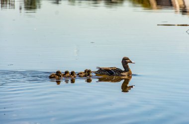 St. Petersburg 'daki Neva Nehri' nde yavru ördekler taşıyan bir ördek.. 