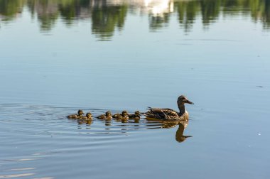 St. Petersburg 'daki Neva Nehri' nde yavru ördekler taşıyan bir ördek.. 