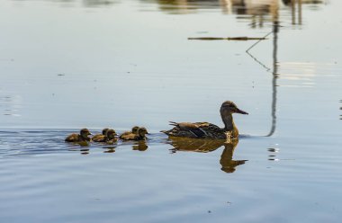 St. Petersburg 'daki Neva Nehri' nde yavru ördekler taşıyan bir ördek.. 