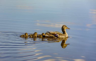 St. Petersburg 'daki Neva Nehri' nde yavru ördekler taşıyan bir ördek.. 