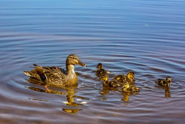 St. Petersburg 'daki Neva Nehri' nde yavru ördekler taşıyan bir ördek.. 