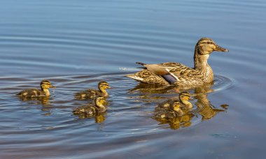 St. Petersburg 'daki Neva Nehri' nde yavru ördekler taşıyan bir ördek.. 
