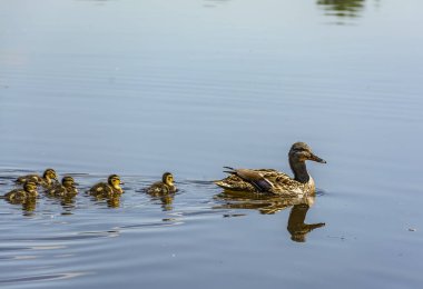 St. Petersburg 'daki Neva Nehri' nde yavru ördekler taşıyan bir ördek.. 