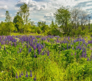 Eski köyün varoşlarında bir sürü çiçek var.. 