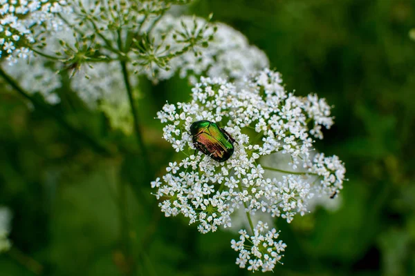 Escarabajo Bronzovka Dorada Una Planta Con Flores Runny — Foto de Stock