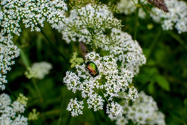 Escarabajo Bronzovka Dorada Una Planta Con Flores Runny — Foto de Stock