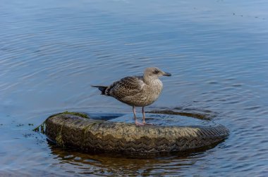 Ringa martı, martı ailesinin büyük bir kuşudur ve Avrupa, Asya ve Kuzey Amerika 'da yaygındır..