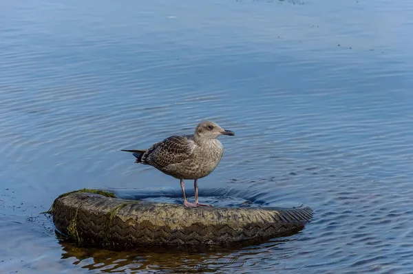 ヨーロッパ アジア 北アメリカでは 大規模なカモメ科の鳥であるハーリング グルが普及しています — ストック写真