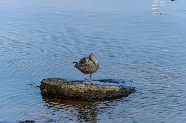 ヨーロッパ アジア 北アメリカでは 大規模なカモメ科の鳥であるハーリング グルが普及しています — ストック写真