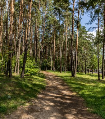 Belarus Cumhuriyeti 'nin Zhdanovichi köyü yakınlarındaki ormanda bir patika.. 
